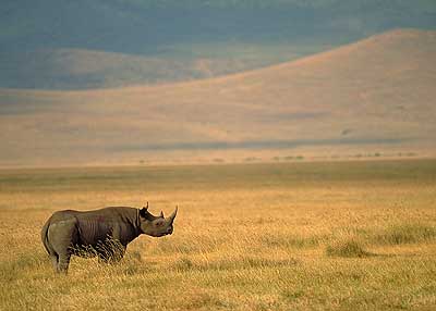 Laikipia