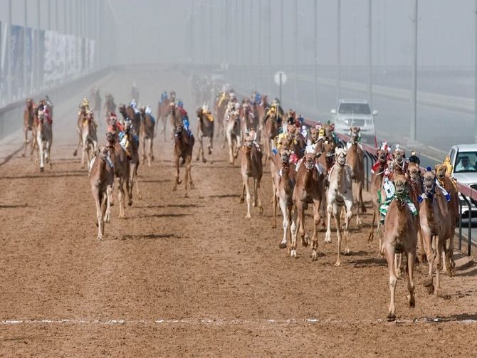 Al Marmoum Camel Racing