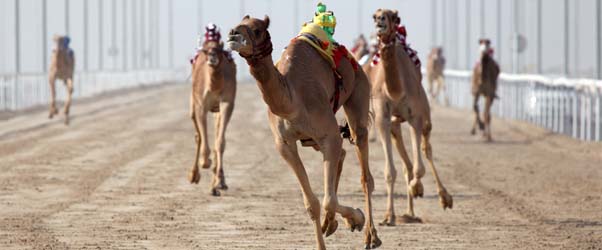 Al Marmoum Racing Camel